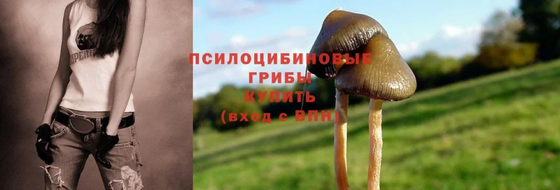 купить наркотики цена  Новосиль  Галлюциногенные грибы MAGIC MUSHROOMS 